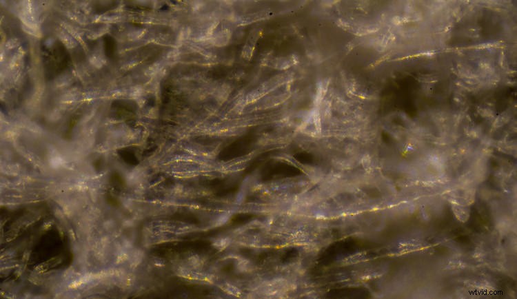 Master Photomicroscopy: Capture the Stunning Microscopic World with Ease