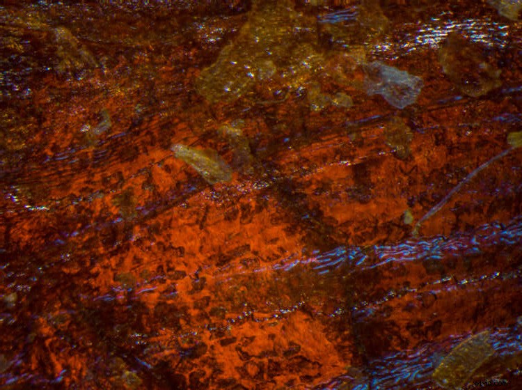 Master Photomicroscopy: Capture the Stunning Microscopic World with Ease