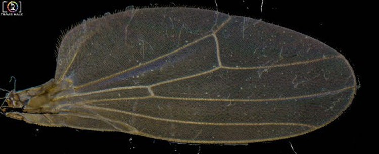 Master Photomicroscopy: Capture the Stunning Microscopic World with Ease