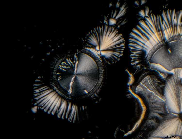 Master Photomicroscopy: Capture the Stunning Microscopic World with Ease