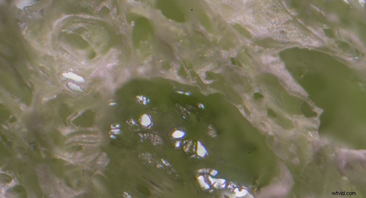 Master Photomicroscopy: Capture the Stunning Microscopic World with Ease