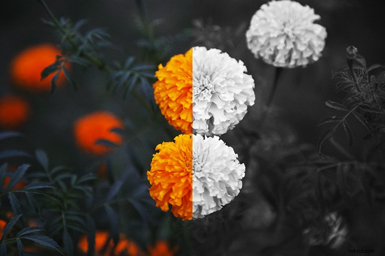 6 Key Considerations for Choosing Color vs. Black & White Photography