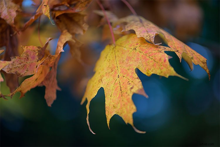 Neat Image 8 Review: Powerful Noise Reduction Software for Photographers