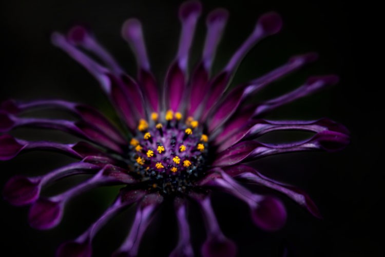 Lensbaby Velvet 56 Review: Unique Soft Focus, Bokeh Magic & Why It s Perfect for You