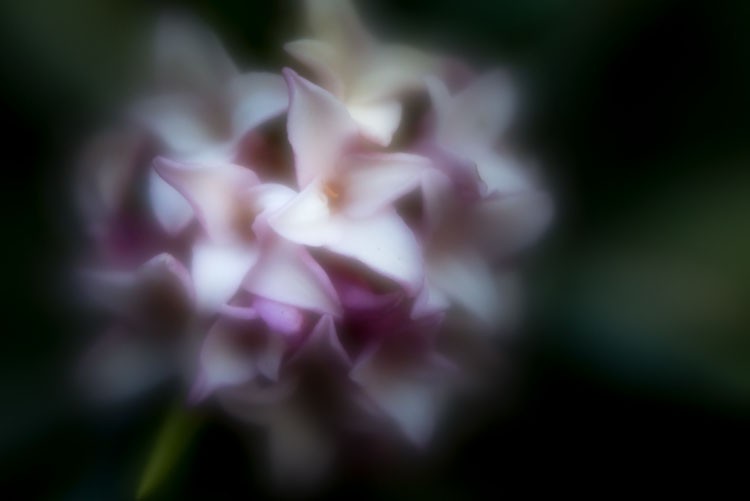 Lensbaby Velvet 56 Review: Unique Soft Focus, Bokeh Magic & Why It s Perfect for You