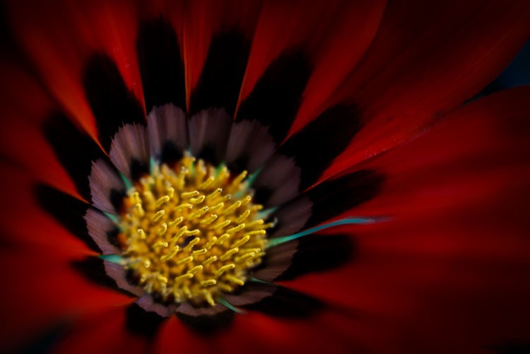 Lensbaby Velvet 56 Review: Unique Soft Focus, Bokeh Magic & Why It s Perfect for You