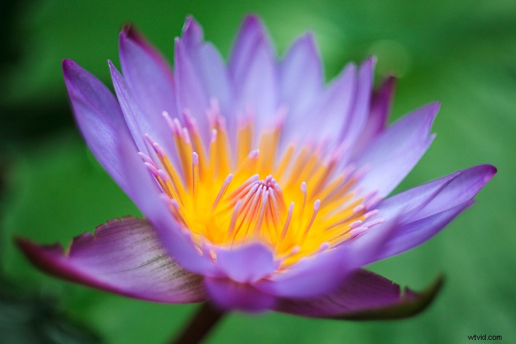 Craft Impactful Photos with a Limited Color Palette: Expert Photography Guide