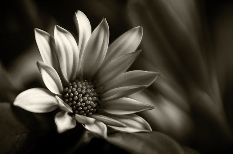 Lensbaby System Guide: Unlock Stunning Bokeh and Painterly Effects – Is It for You?