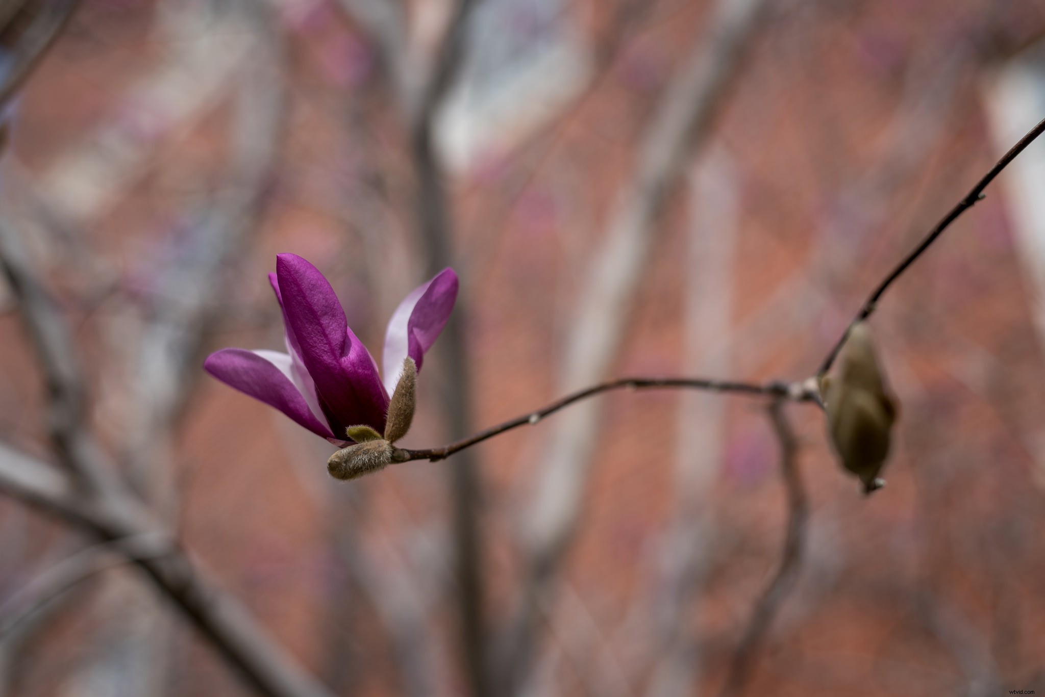 4 Expert Tips for Using Live View on Your DSLR for Sharper, Creative Shots