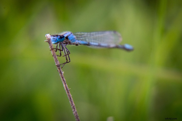 4 Expert Tips for Using Live View on Your DSLR for Sharper, Creative Shots