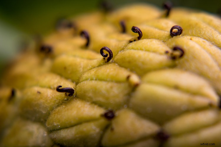 4 Expert Tips for Using Live View on Your DSLR for Sharper, Creative Shots