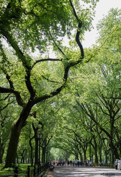 How to Capture Stunning Vertical Panoramas (Vertoramas): Pro Guide