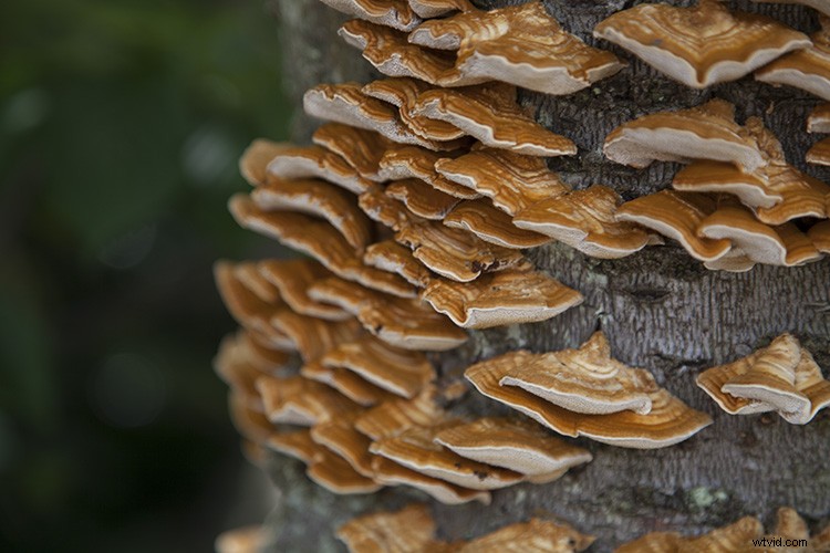 Transform Your Photos into Mesmerizing Kaleidoscope Patterns: Easy Tutorial