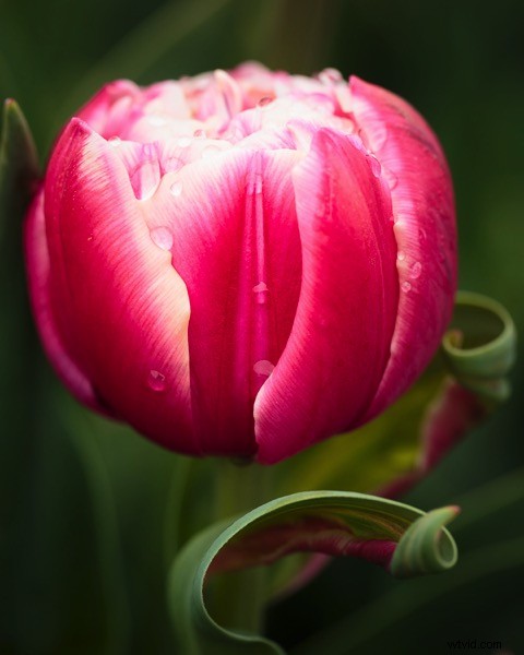 Unlock True Fulfillment as an Amateur Photographer: Embrace Your Passion