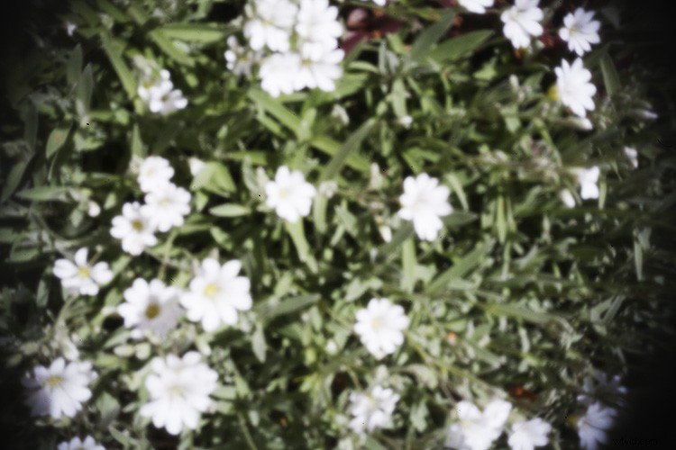 DIY Guide: Build a Pinhole Camera from Your DSLR Body Cap