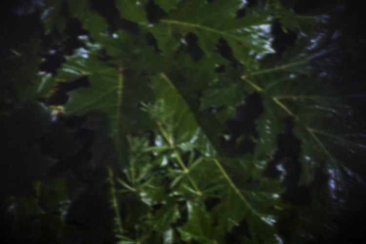 DIY Guide: Build a Pinhole Camera from Your DSLR Body Cap