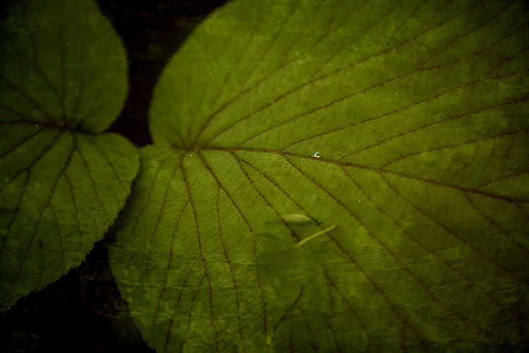 Create and Master Your Own Photoshop Texture Library: Step-by-Step Guide