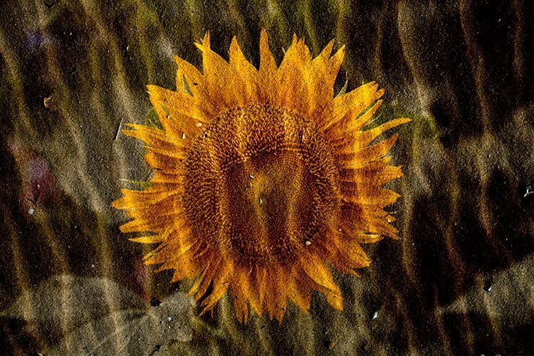 Create and Master Your Own Photoshop Texture Library: Step-by-Step Guide