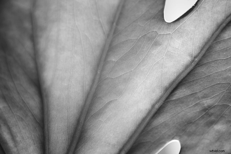 Create Stunning Artistic Photos with a Magnifying Glass: Pro Techniques Revealed