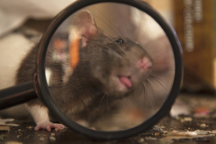 Create Stunning Artistic Photos with a Magnifying Glass: Pro Techniques Revealed