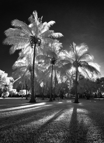 Elevate Black & White Photos: Master Infrared Photography Techniques