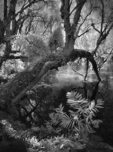 Elevate Black & White Photos: Master Infrared Photography Techniques