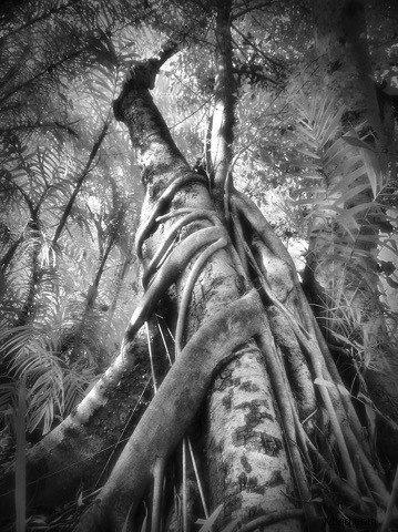 Elevate Black & White Photos: Master Infrared Photography Techniques