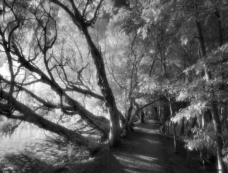 Elevate Black & White Photos: Master Infrared Photography Techniques