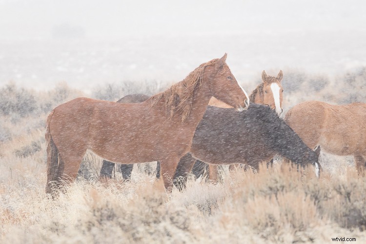 Canon EF 100-400mm f/4.5-5.6L IS II USM: A dPS Writer s Go-To Lens for Wildlife Photography