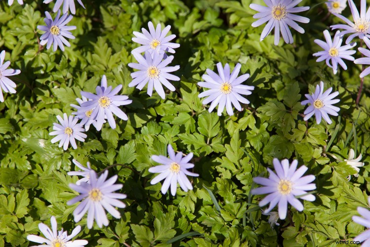 Master In-Camera Multiple Exposures: Step-by-Step Photography Guide