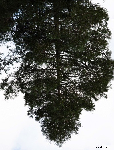 Master In-Camera Multiple Exposures: Step-by-Step Photography Guide