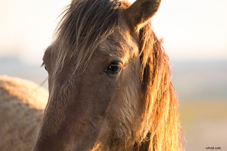 Eco-Friendly Nature Photography: Low-Impact Tips for Ethical Wildlife Shooting