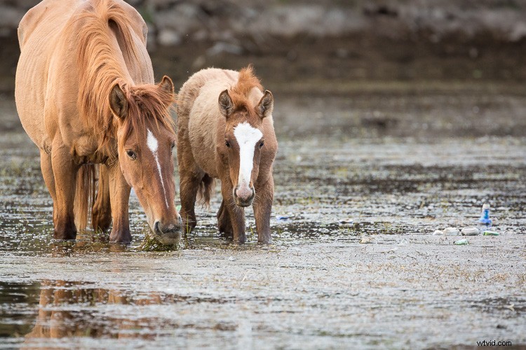 Eco-Friendly Nature Photography: Low-Impact Tips for Ethical Wildlife Shooting