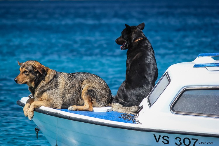 Eco-Friendly Nature Photography: Low-Impact Tips for Ethical Wildlife Shooting