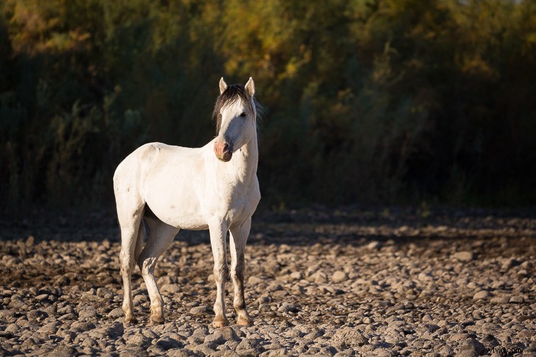 Eco-Friendly Nature Photography: Low-Impact Tips for Ethical Wildlife Shooting