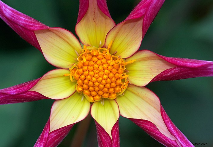 Expert Tips for Capturing Stunning Flower Photographs