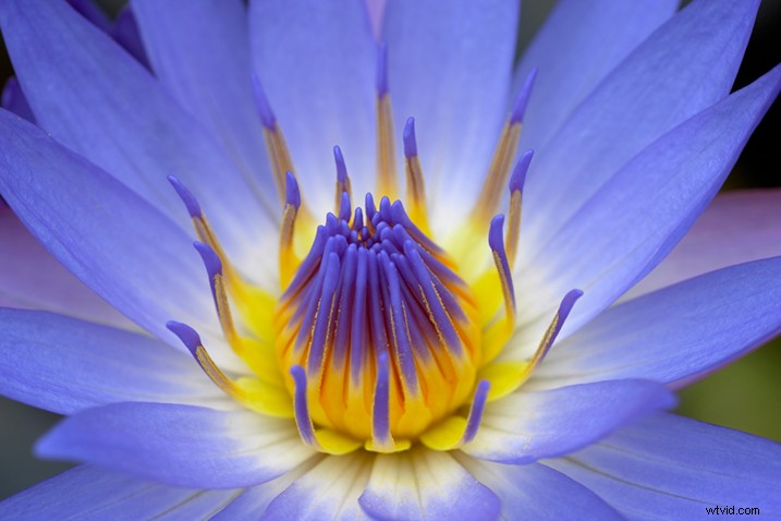 Expert Tips for Capturing Stunning Flower Photographs