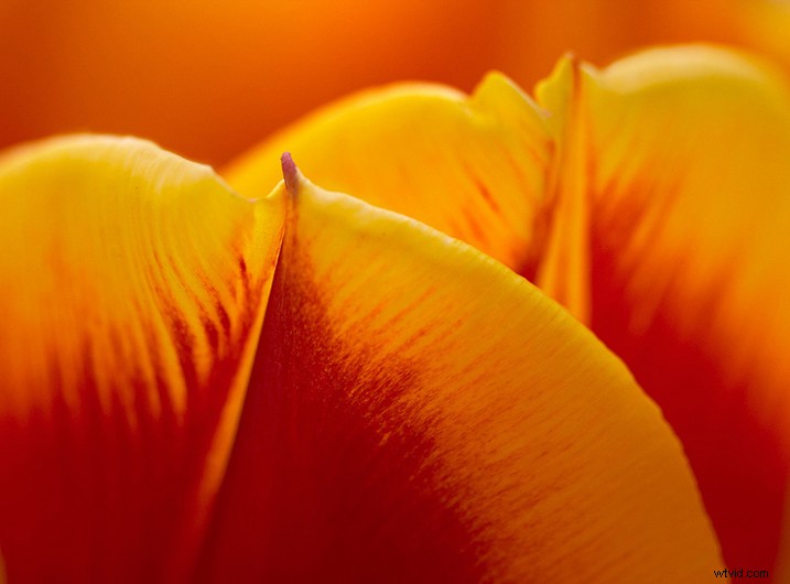 Expert Tips for Capturing Stunning Flower Photographs