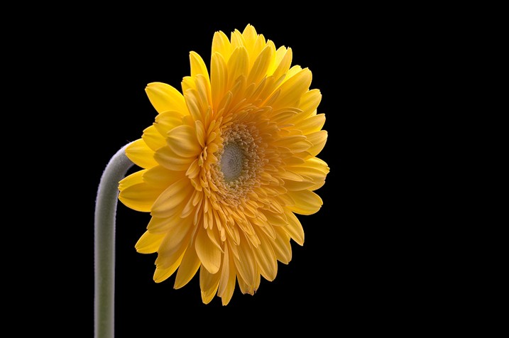 Expert Tips for Capturing Stunning Flower Photographs