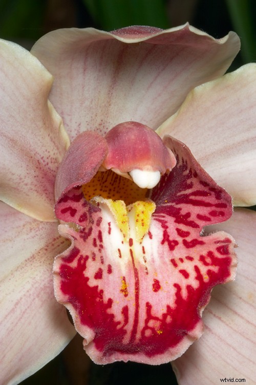Expert Tips for Capturing Stunning Flower Photographs