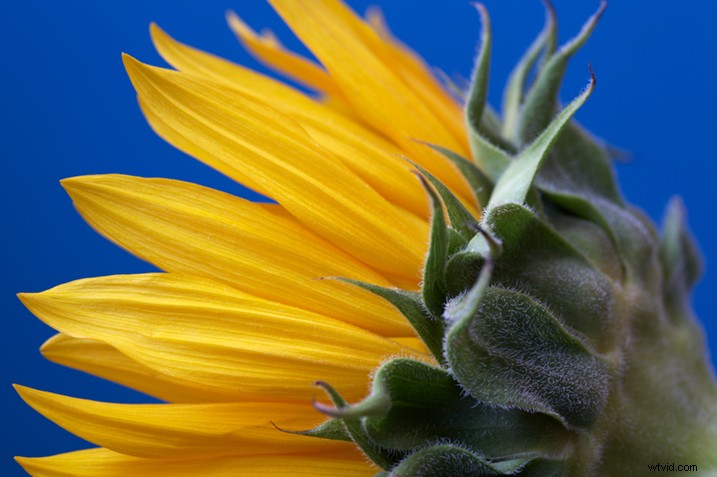 Expert Tips for Capturing Stunning Flower Photographs