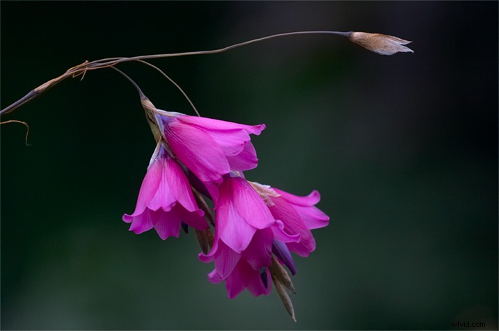 Expert Tips for Capturing Stunning Flower Photographs