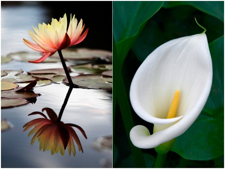 Expert Tips for Capturing Stunning Flower Photographs