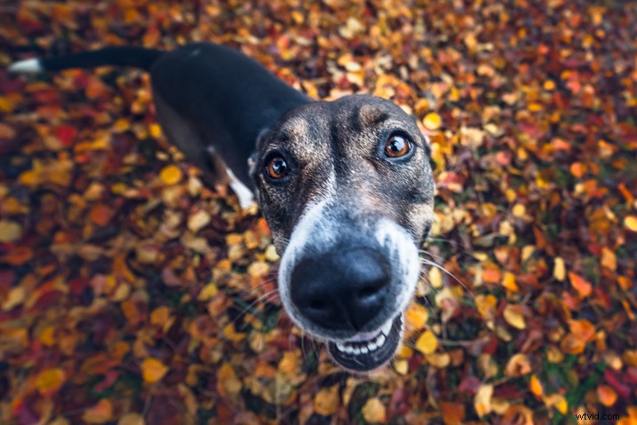 Expert Guide: How to Evaluate and Buy Your Next Camera Lens