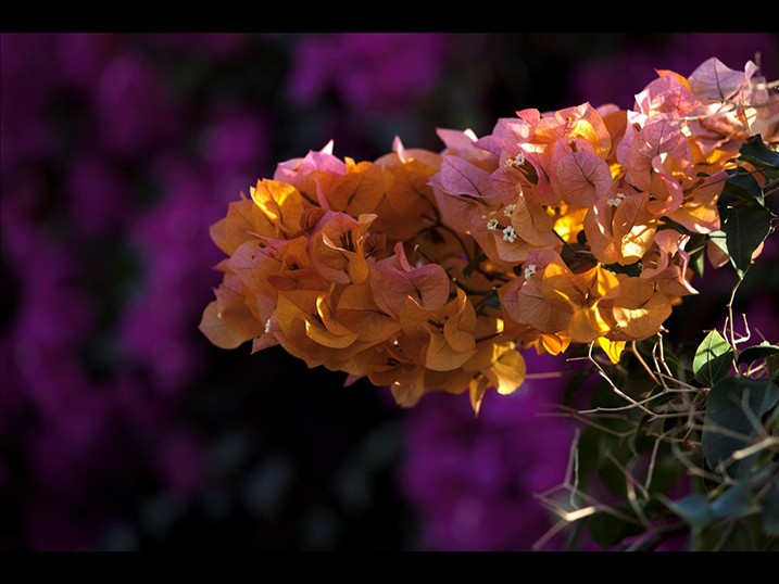 5 Essential Photography Tips Every Photographer Needs