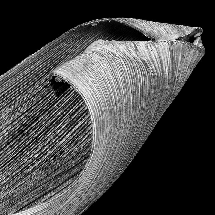 Expert Guide: Post-Processing Focus Stacked Images in Lightroom & Photoshop