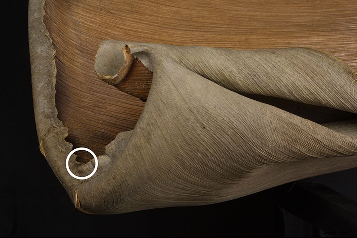 Expert Guide: Post-Processing Focus Stacked Images in Lightroom & Photoshop