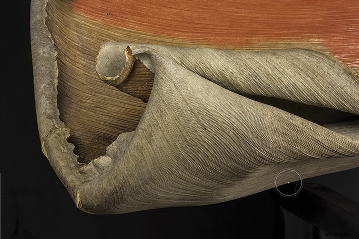 Expert Guide: Post-Processing Focus Stacked Images in Lightroom & Photoshop