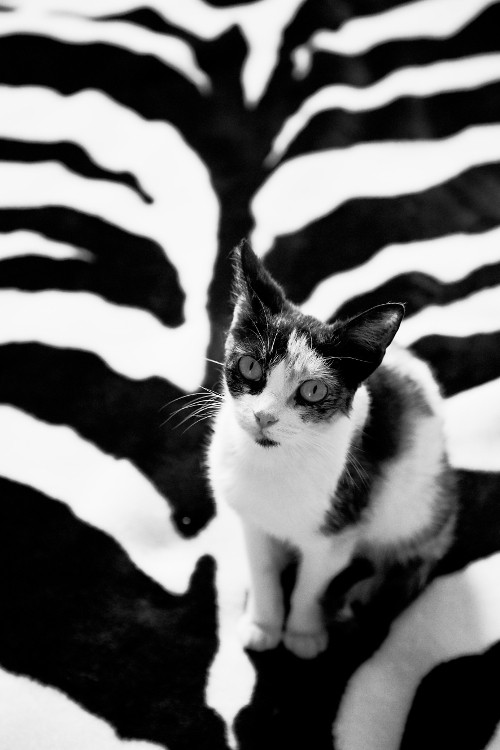 Beyond Human Vision: Capture More with Expert Photography Techniques