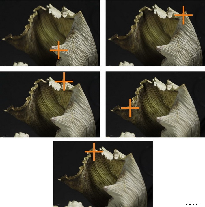 Master Focus Stacking: Step-by-Step Guide to Capturing Perfect Images